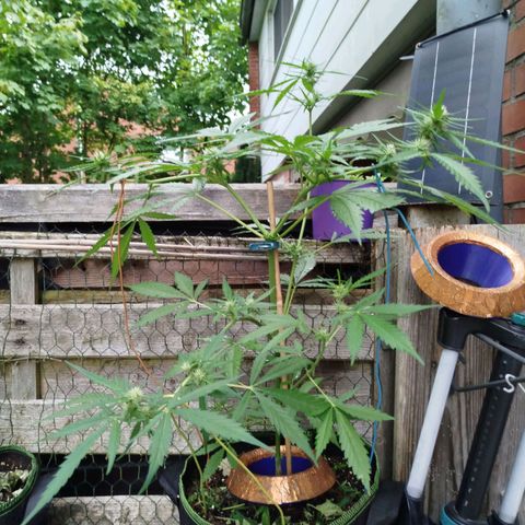 Green Poison  growlog timeline photo