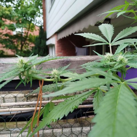 Green Poison  growlog timeline photo