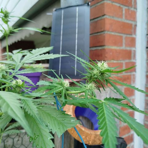 Green Poison  growlog timeline photo