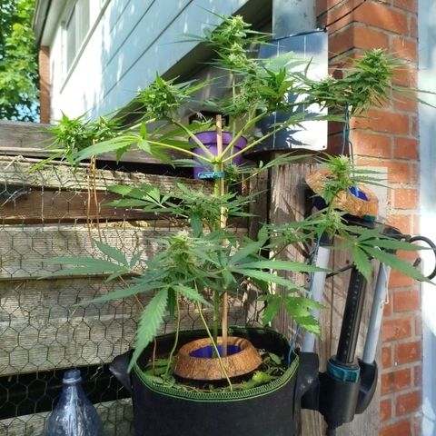 Green Poison  growlog timeline photo