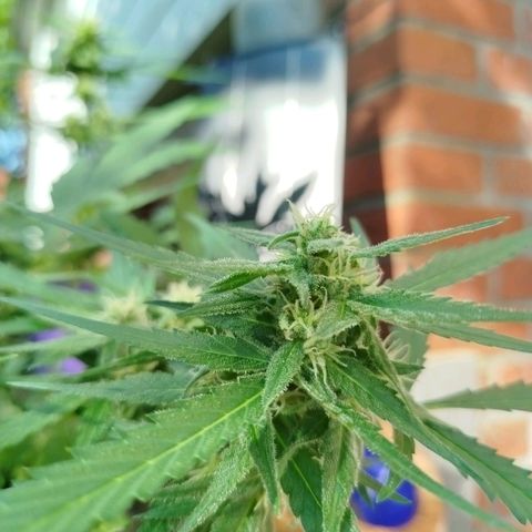 Green Poison  growlog timeline photo