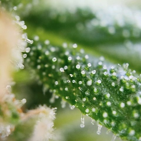 Green Poison  growlog timeline photo