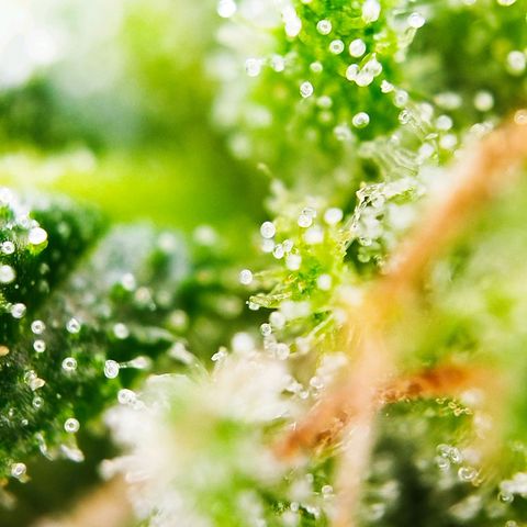 Green Poison  growlog timeline photo