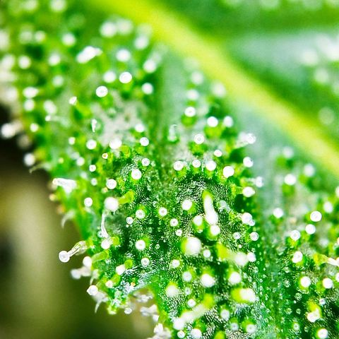 Green Poison  growlog timeline photo