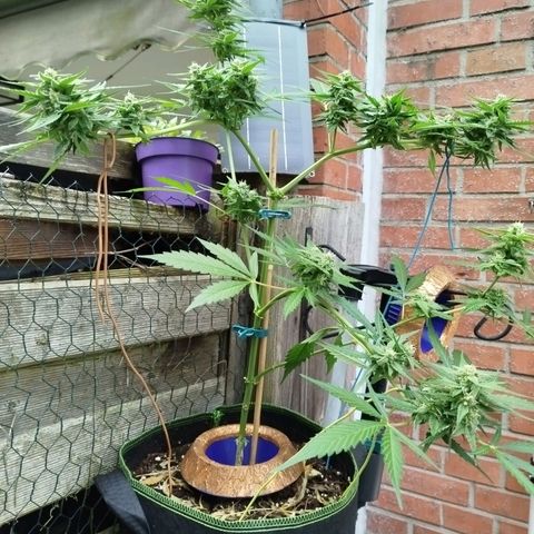 Green Poison  growlog timeline photo