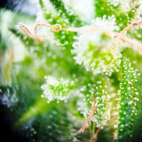 Green Poison  growlog timeline photo