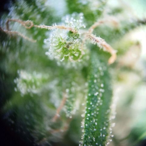 Green Poison  growlog timeline photo