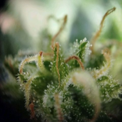 Green Poison  growlog timeline photo