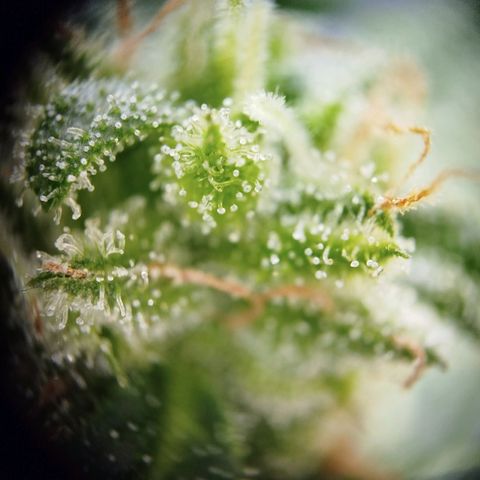 Green Poison  growlog timeline photo
