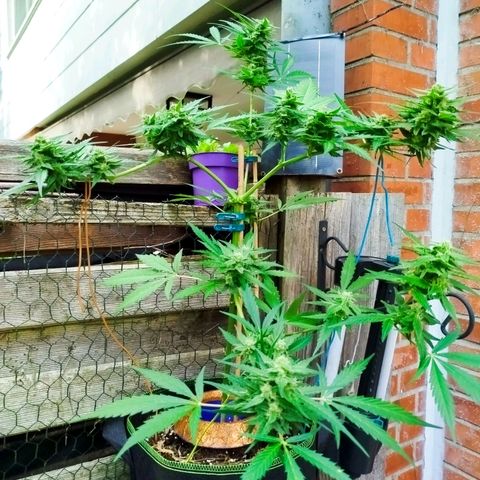 Green Poison  growlog timeline photo