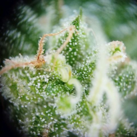 Green Poison  growlog timeline photo
