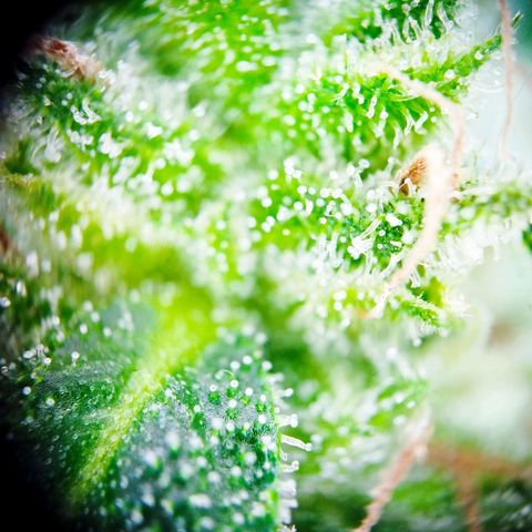Green Poison  growlog timeline photo