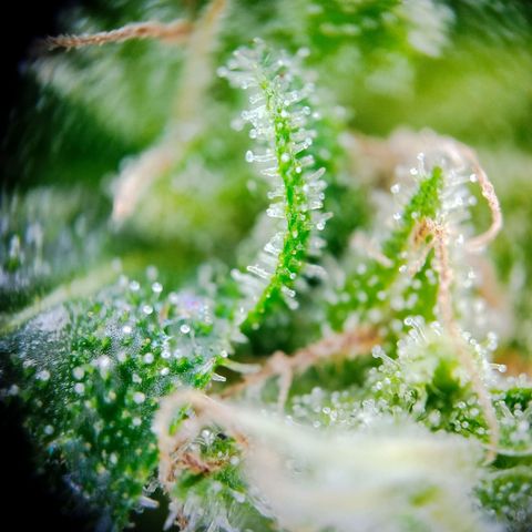 Green Poison  growlog timeline photo