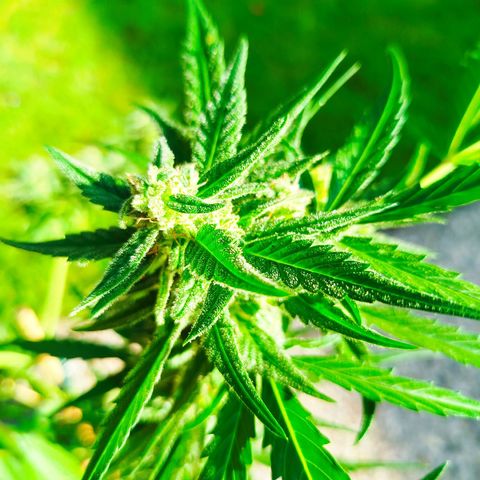 Green Poison  growlog timeline photo