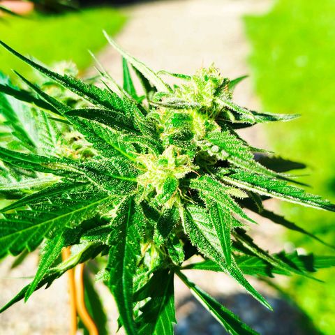 Green Poison  growlog timeline photo