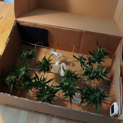 Green Poison  growlog timeline photo