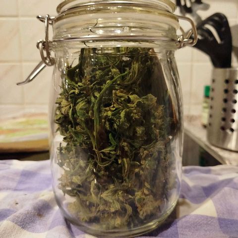 Green Poison  growlog timeline photo