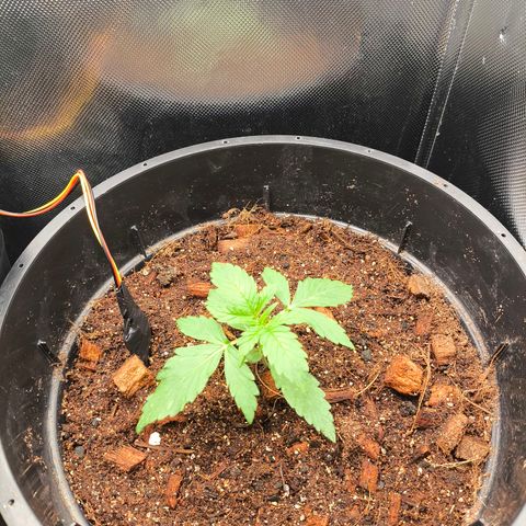 Mimosa cake Auto #1 (pure instinto) growlog timeline photo