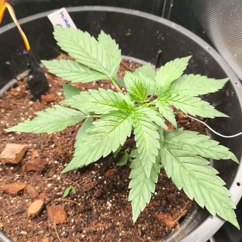 Mimosa cake Auto #1 (pure instinto) growlog timeline photo