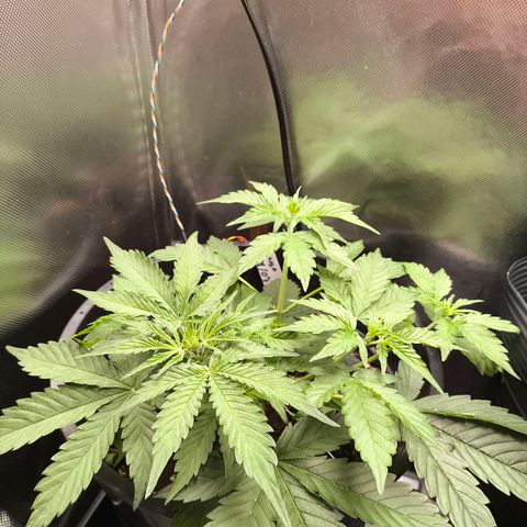 Mimosa cake Auto #1 (pure instinto) growlog timeline photo