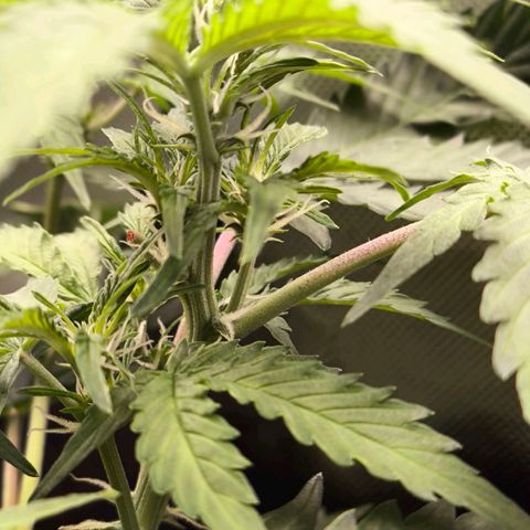 Mimosa cake Auto #1 (pure instinto) growlog timeline photo