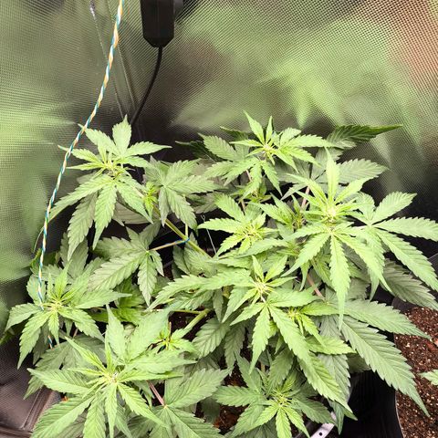 Mimosa cake Auto #1 (pure instinto) growlog timeline photo