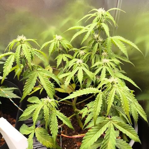 Mimosa cake Auto #1 (pure instinto) growlog timeline photo