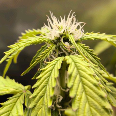 Mimosa cake Auto #1 (pure instinto) growlog timeline photo