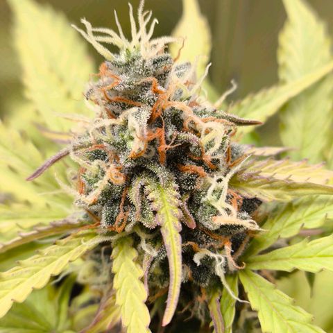 Mimosa cake Auto #1 (pure instinto) growlog timeline photo