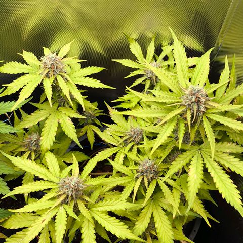 Mimosa cake Auto #1 (pure instinto) growlog timeline photo