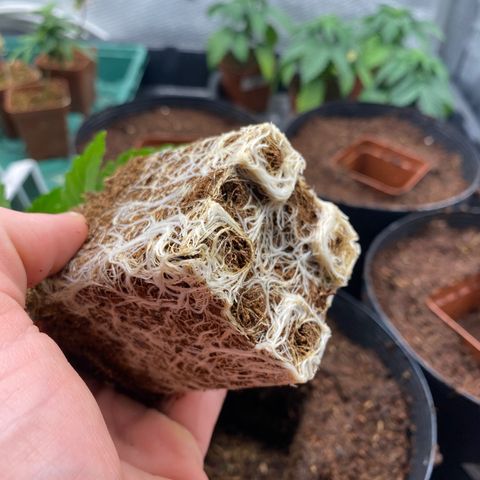 Cherry X #1 growlog timeline photo