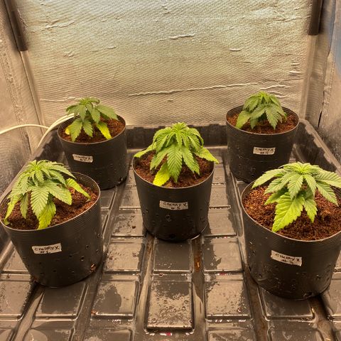 Cherry X #1 growlog timeline photo