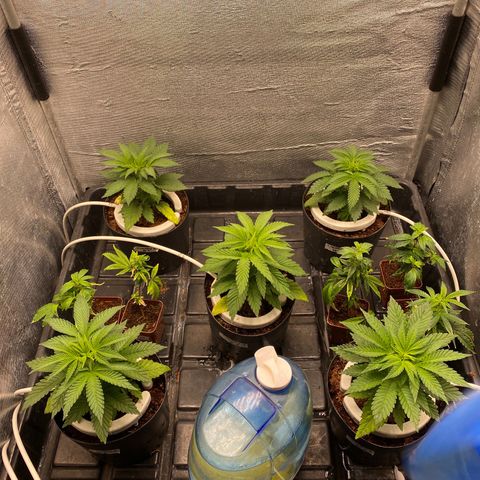 Cherry X #1 growlog timeline photo