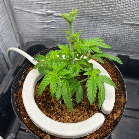 Cherry X #1 growlog timeline photo