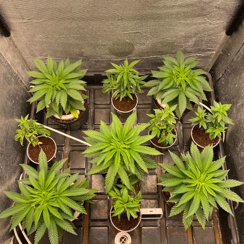Cherry X #1 growlog timeline photo