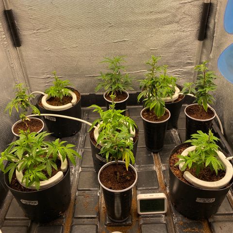 Cherry X #1 growlog timeline photo