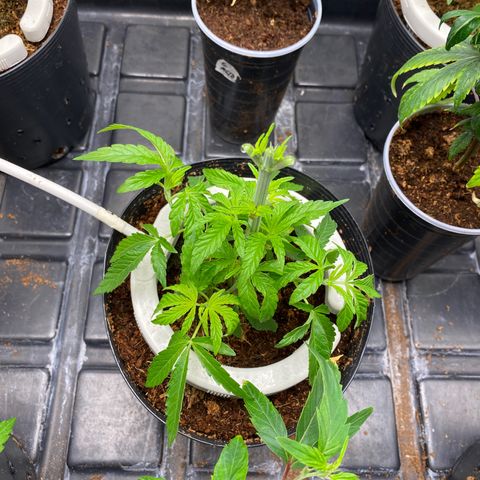 Cherry X #1 growlog timeline photo