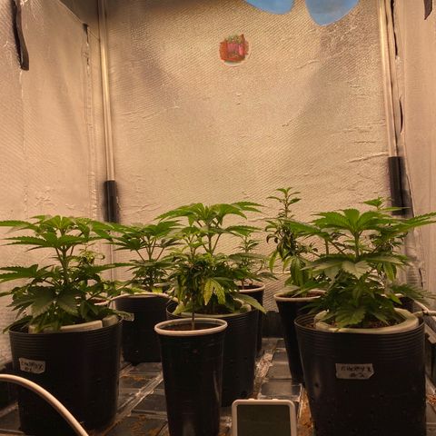 Cherry X #1 growlog timeline photo