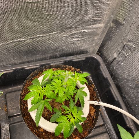 Cherry X #1 growlog timeline photo