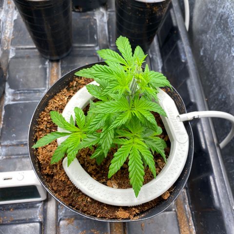 Cherry X #1 growlog timeline photo