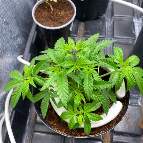 Cherry X #1 growlog timeline photo