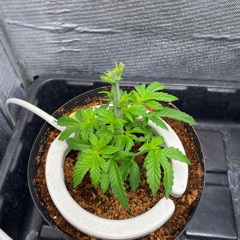 Cherry X #1 growlog timeline photo