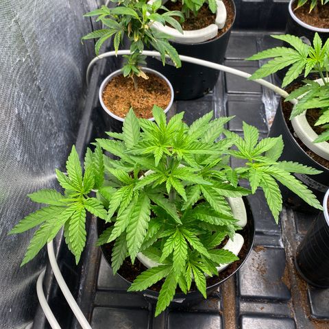 Cherry X #1 growlog photo: Cherry #1