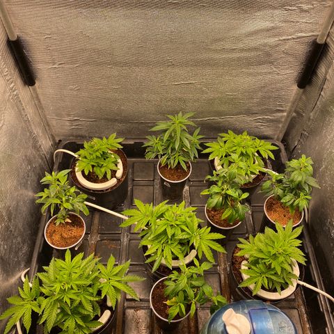 Cherry X #1 growlog timeline photo