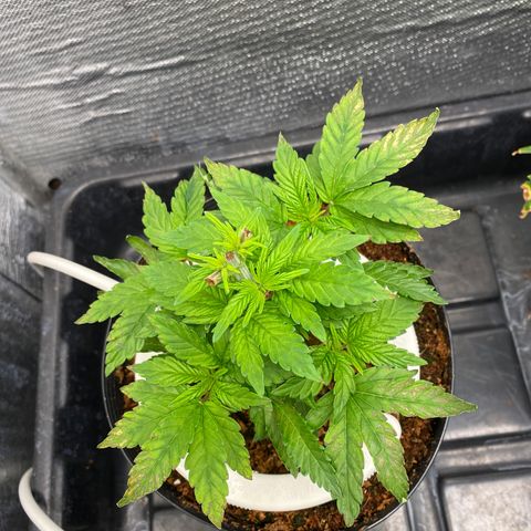 Cherry X #1 growlog photo: Cherry 3