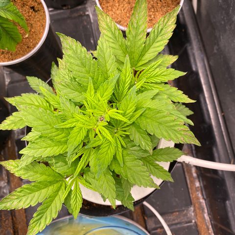 Cherry X #1 growlog photo: Cherry 2
