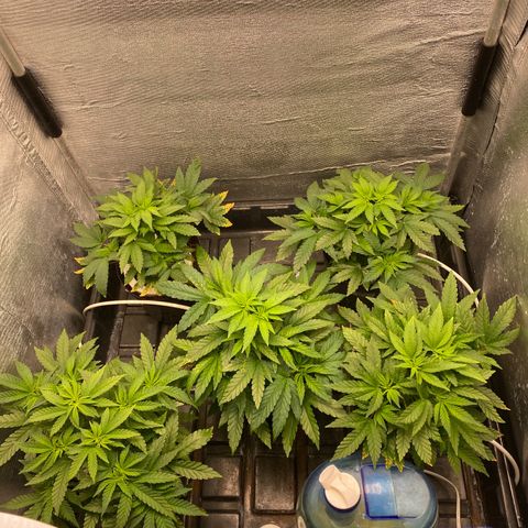 Cherry X #1 growlog timeline photo