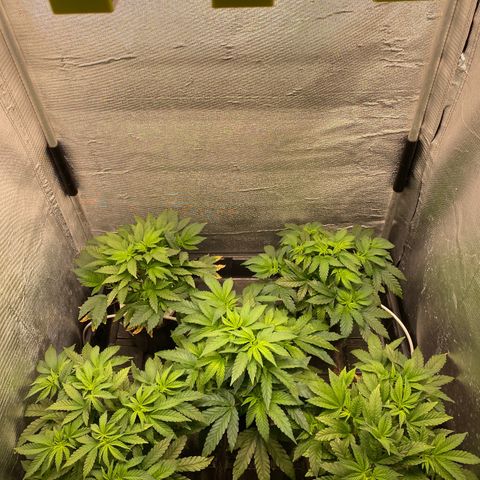Cherry X #1 growlog timeline photo