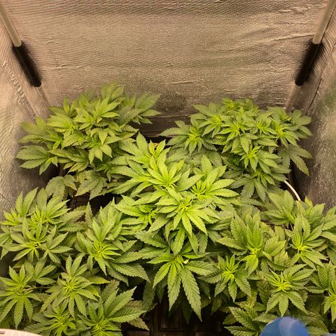 Cherry X #1 growlog timeline photo