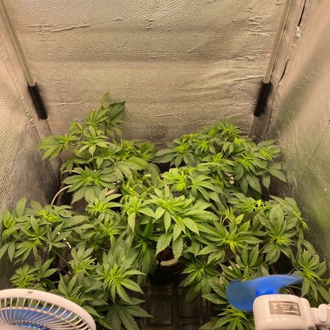 Cherry X #1 growlog photo: Lollipop